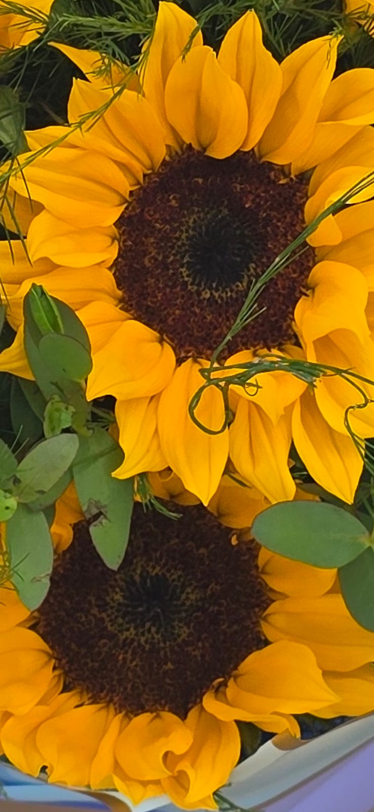 Sunshine, Gathered - Image 4