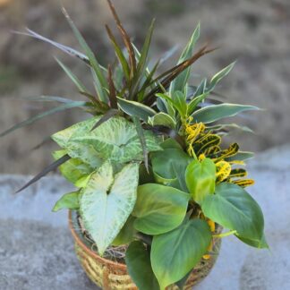A greenery arrangement in a ceramic pot – a living garden with dracaena, ficus, ruscus and mixed grass