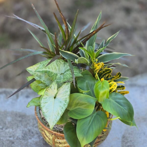 Green Haven living greenery arrangement with dracaena, ficus and mixed greenery in a ceramic pot